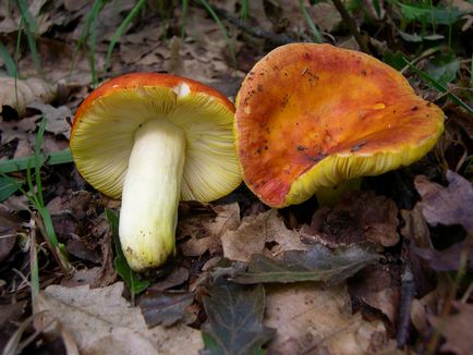 Russula - leírás és fotó a gomba