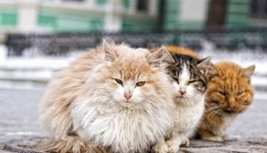 Hány évig élnek macska az otthoni és mi függ a várható élettartam