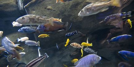 Hányszor egy nap a takarmány akváriumi halak