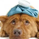 Hashajtó kutyák otthon, tabletta, kis kutya, székrekedés és a mérgezés,