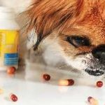 Hashajtó kutyák otthon, tabletta, kis kutya, székrekedés és a mérgezés,