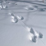 Nyomai róka, farkas, kutya, Vedmed, mezei nyúl a hóban fotó és videó