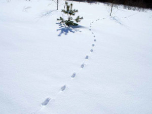 Nyomai róka, farkas, kutya, Vedmed, mezei nyúl a hóban fotó és videó