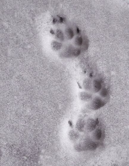 Állati számokat a hóban - fénykép címekkel, online projekt fogom élni