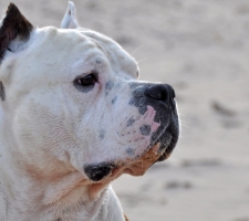 Dog amerikai staffordshire terrier (dolog) tenyészteni leírás, fotók, az ár a kölykök, vélemények