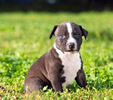 Dog amerikai staffordshire terrier (dolog) tenyészteni leírás, fotók, az ár a kölykök, vélemények