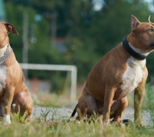 Dog amerikai staffordshire terrier (dolog) tenyészteni leírás, fotók, az ár a kölykök, vélemények