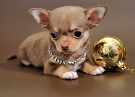 Chihuahua kutya - Fajtajegyei, a természet a előnyeiről és hátrányairól