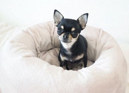 Chihuahua kutya - Fajtajegyei, a természet a előnyeiről és hátrányairól