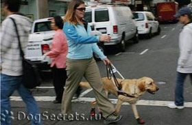 Vakvezető kutya, kutyák asszisztens fogyatékos emberek