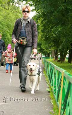 Vakvezető kutya, kutyák asszisztens fogyatékos emberek
