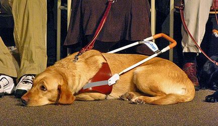 Vakvezető kutyák - mentési sötétben cikk