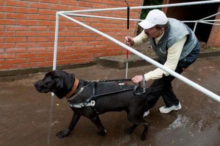 Vakvezető kutyák - mentési sötétben cikk