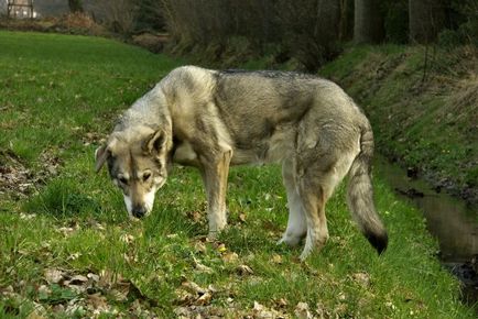 Kutya-farkas és a farkas hasonló szikla a listát képekkel, „hogy mancs”