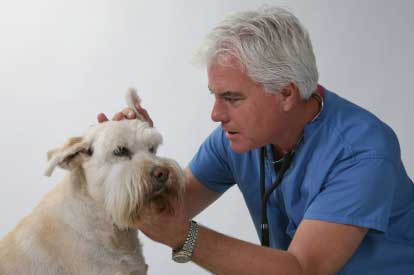 Kutya zihálás és köhögés, sípoló légzés kezelésére kutyáknál
