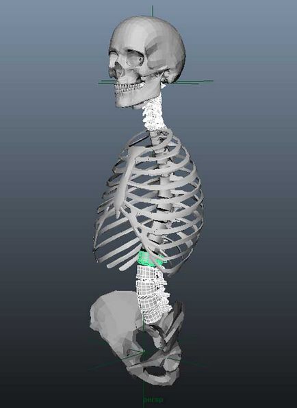 Elhelyezés 3d emberi csontvázat - alkotóműhely Igorya Petunina