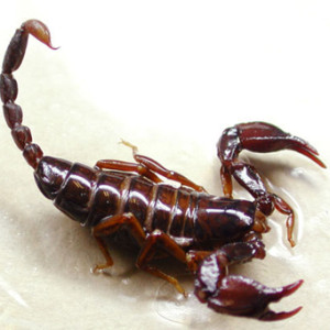 A tartalma egy skorpió otthon