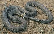 Tartalom kígyók (közönséges és víz) tartalom kígyók sikló kígyók (Thamnophis)