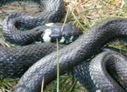 Tartalom kígyók (közönséges és víz) tartalom kígyók sikló kígyók (Thamnophis)