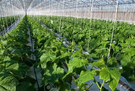 Fajták és hibridek az uborka üvegházban növekvő befolyásoló tényezők vetőmag kiválasztása