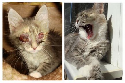 Megmentett macskák előtt és után a metamorfózis a szerelem - vegán