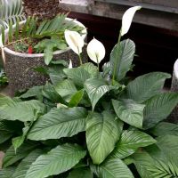 Spathiphyllum elhagyja megfeketedik