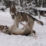 Listája kutyafajták hasonló farkasok