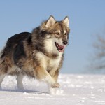 Listája kutyafajták hasonló farkasok