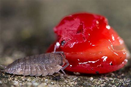 Módja, hogy megszabaduljon a woodlice a lakásban, és a hazai