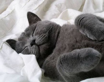 Alvás lábánál a macska - a garancia az egészség