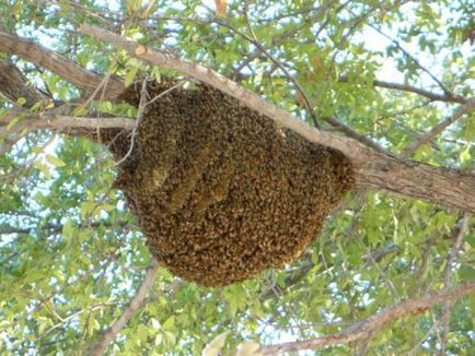 Orvosság méh taszító, megsemmisítésére