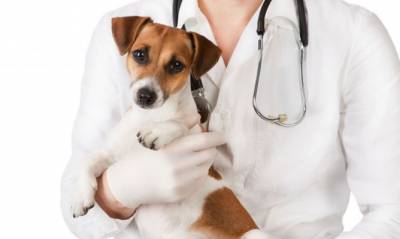 Sterilizálás kutyák érdekel a műtét után