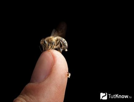 Félelem a méhek okoz, megnyilvánulásai, módon tudják kezelni