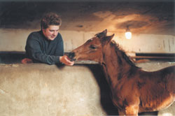 A ló, ha tartani és milyen a takarmány - néhány egyszerű tipp - a lovas világ