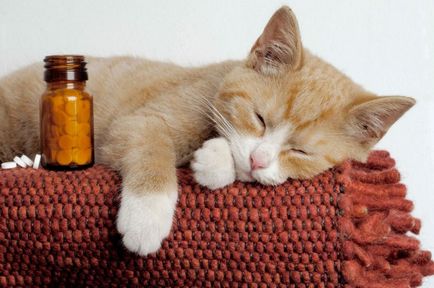 A tablettákat a férgek a macskák, a megfelelő választás eszközök