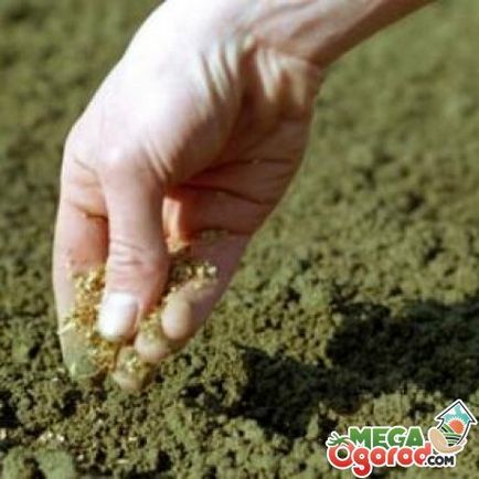 sárgarépa termesztési technológia az ültetés, gondozás és kártevőirtás