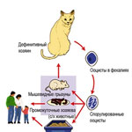 A toxoplazmózis macskák diagnózis, kezelés, megelőzés, állatorvosi szolgálata a Vladimir régió