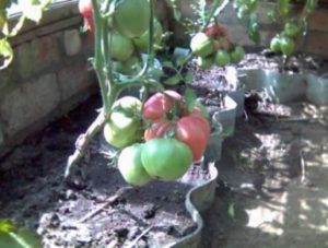 Paradicsomfajta Alsou fotó leírás értékelések kertészek
