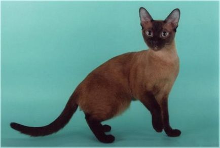 Tonkinese macska - fajta leírása fotókkal
