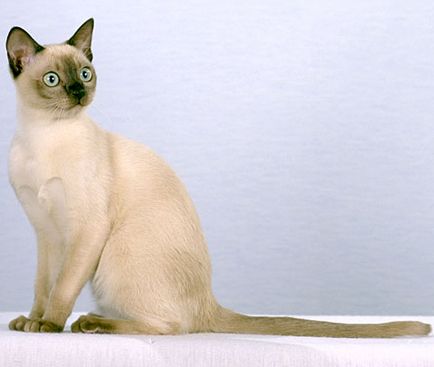 Tonkinese macska - fajta leírása fotókkal