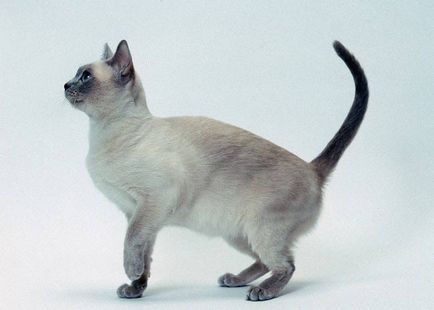 Tonkinese cat (Tonkinese) fotók, ár, fajta leírás, karakter, videó, óvodák - körülbelül murkote