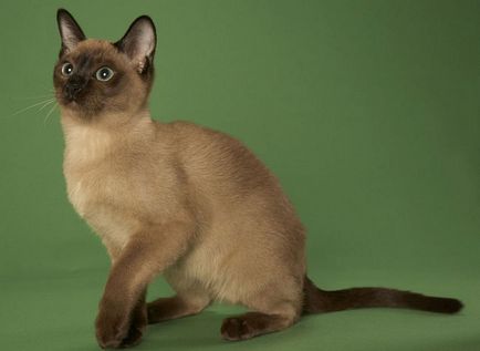 Tonkinese cat (Tonkinese) fotók, ár, fajta leírás, karakter, videó, óvodák - körülbelül murkote