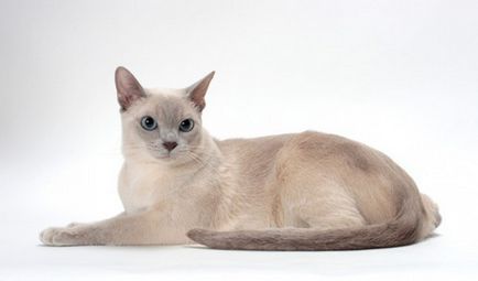 Tonkinese cat (Tonkinese) fotók, ár, a természet a fajta, leírás, videó