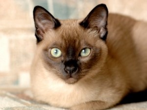 Tonkinese cat (Tonkinese) fotók, ár, a természet a fajta, leírás, videó