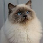 Tonkinese cat (Tonkinese) fénykép, videó, a fajta, gondoskodás
