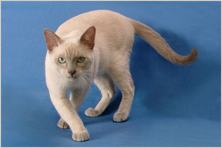 Tonkinese cat (Tonkinese) fényképek, videók, ár, karakter, fajta leírás