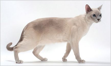 Tonkinese cat (Tonkinese) fényképek, videók, ár, karakter, fajta leírás