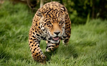 Top 10 leggyorsabb macska a világon