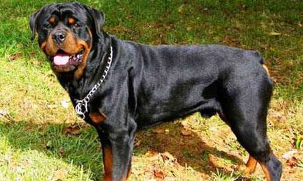Top 10 legveszélyesebb kutyafajták a világon (10 kép)