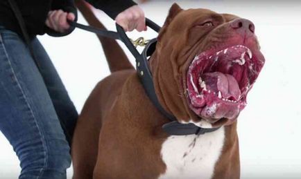 Top 10 legveszélyesebb kutyafajták a világon (10 kép)